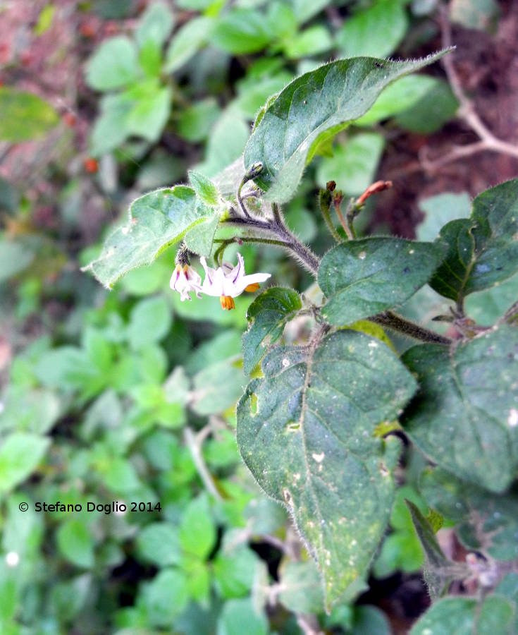 Solanum villosum vs. Solanum alatum